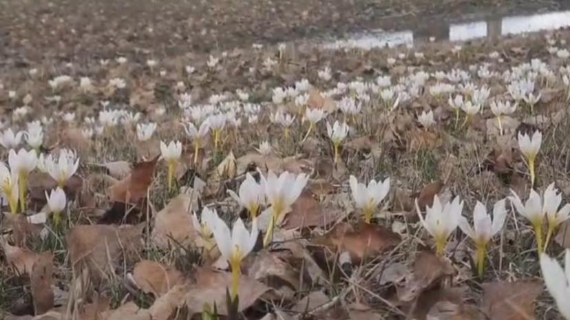 Özalp’te baharın müjdecisi çiğdemler açtı
