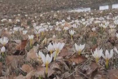Özalp’te baharın müjdecisi çiğdemler açtı