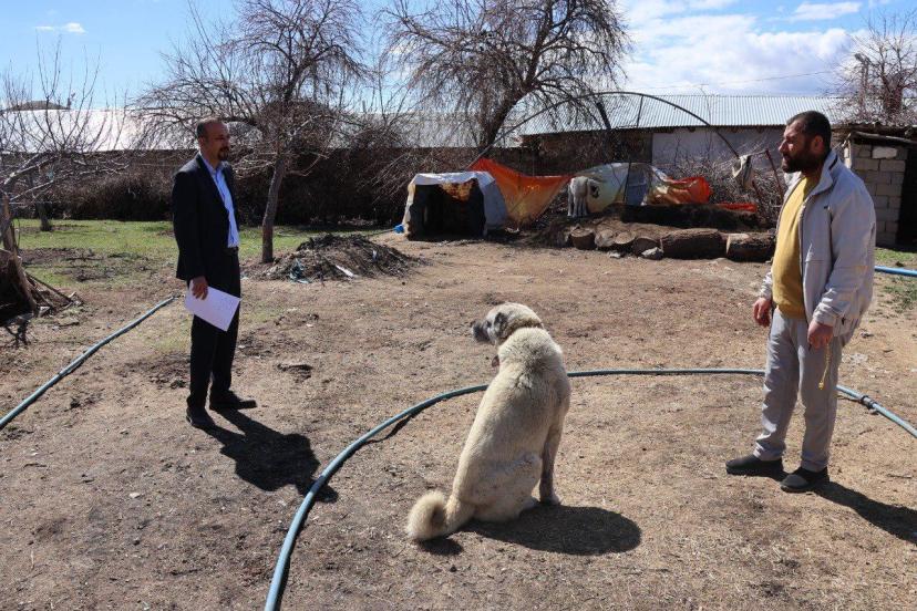 Tuşba Belediyesi’nden Sahipsiz Köpekler İçin “Kayıtlı” Çözüm