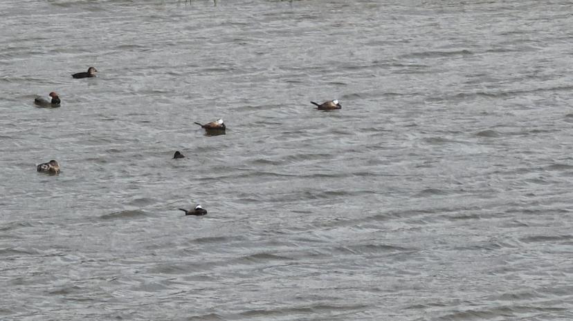 Van Gölü havzasında 'Mavi Gaga' heyecanı: Nadir misafirler geri döndü