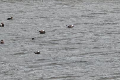 Van Gölü havzasında 'Mavi Gaga' heyecanı: Nadir misafirler geri döndü