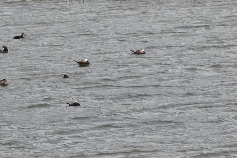 Van Gölü havzasında 'Mavi Gaga' heyecanı: Nadir misafirler geri döndü