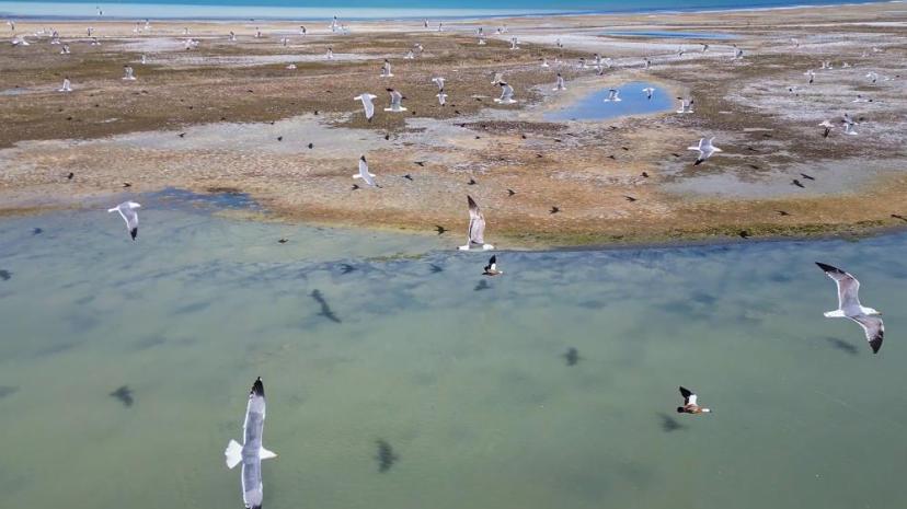Van Gölü'nde nesli tehlike altındaki Dikkuyruk görüntülendi