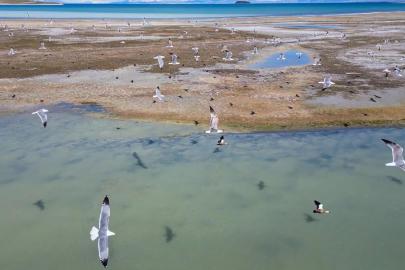 Van Gölü'nde nesli tehlike altındaki Dikkuyruk görüntülendi