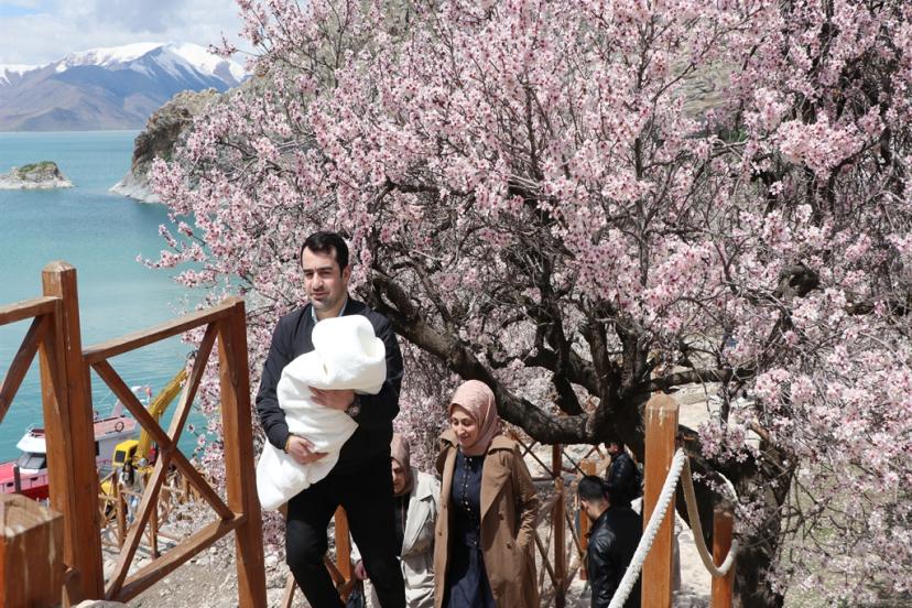 Van'da badem ağaçlarının çiçekleriyle güzelleşen Akdamar Adası'nda turist yoğunluğu