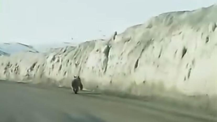 Van’da kara yoluna inen ayı kameraya yansıdı