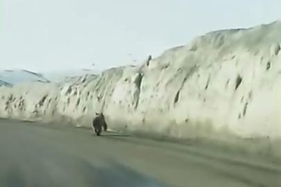 Van’da kara yoluna inen ayı kameraya yansıdı