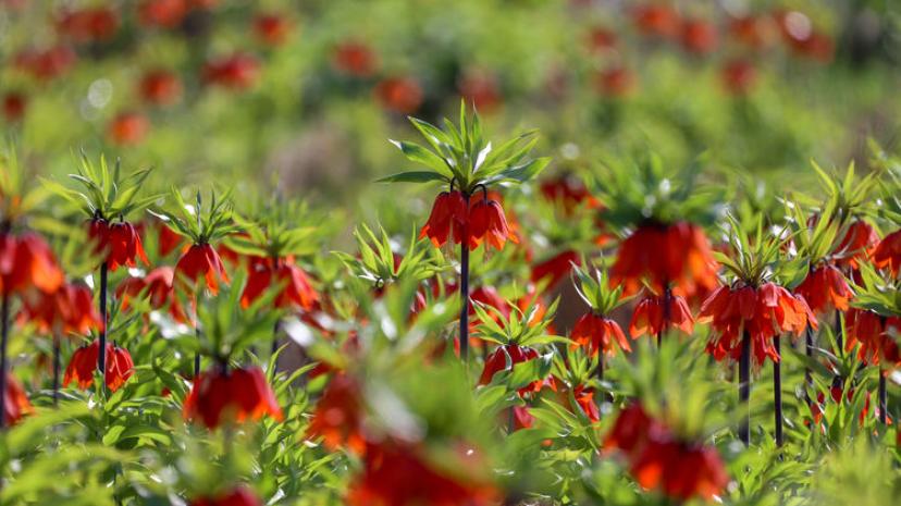 Van’da ters laleler açıldı