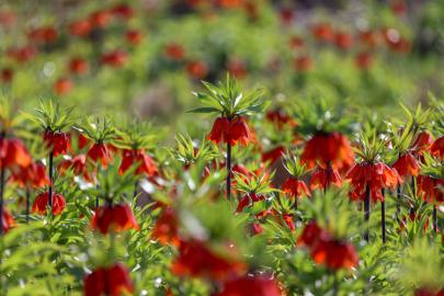 Van’da ters laleler açıldı