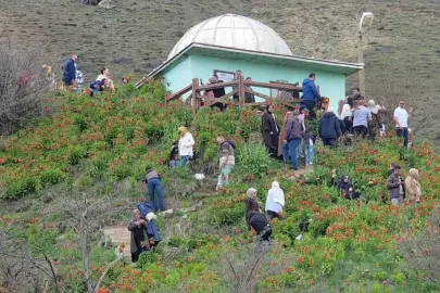 Van'a gelen ziyaretçiler ters lalelere hayran kaldı