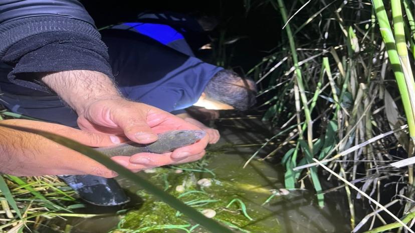 Van'da kaçak avlanan 100 kilo inci kefali, yeniden suya bırakıldı
