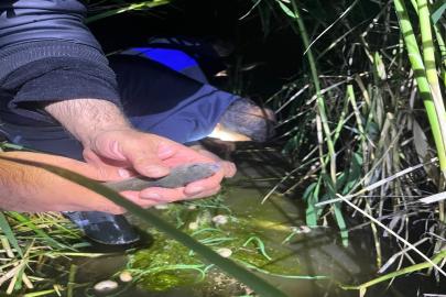 Van'da kaçak avlanan 100 kilo inci kefali, yeniden suya bırakıldı