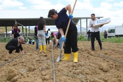 Kadın Emeği Toprakla Buluştu: Başkale’de 7 Bin Lahana Fidesi Toprakla Buluştu