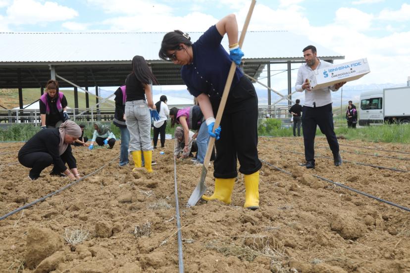 Kadın Emeği Toprakla Buluştu: Başkale’de 7 Bin Lahana Fidesi Toprakla Buluştu