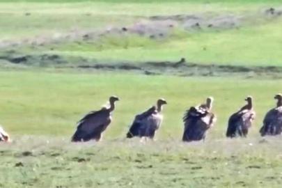 Özalp ilçesinde kızıl akbaba sürüsü görüldü