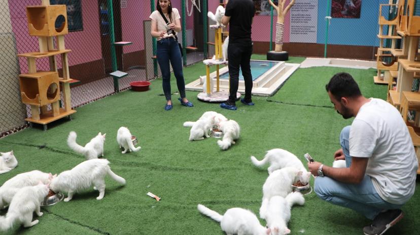 Van Kedi Villası'nda ilk dönem doğumlarda 100 yavru, bayramda 50 bin ziyaretçi