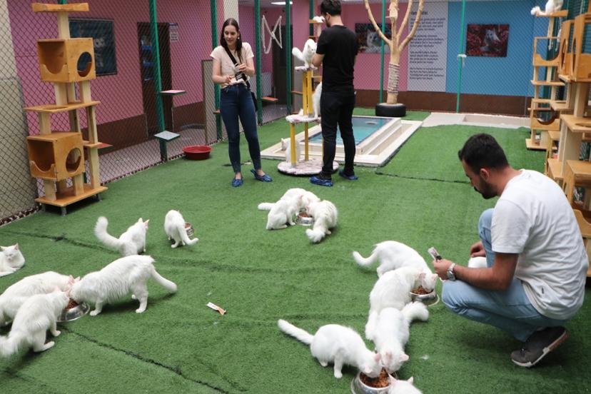 Van Kedi Villası'nda ilk dönem doğumlarda 100 yavru, bayramda 50 bin ziyaretçi