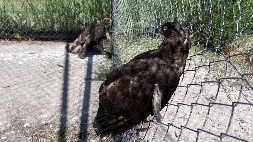 Van'da yaban hayatına şefkat eli: 150 hayvan tedavi edildi