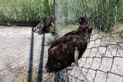 Van'da yaban hayatına şefkat eli: 150 hayvan tedavi edildi