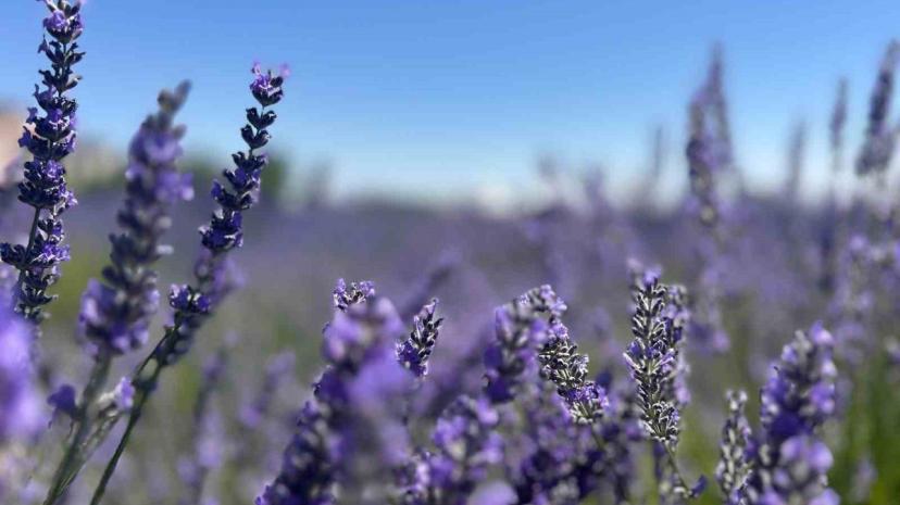 300 bitki türüyle bilimsel ve eğitsel katkı sağlıyor