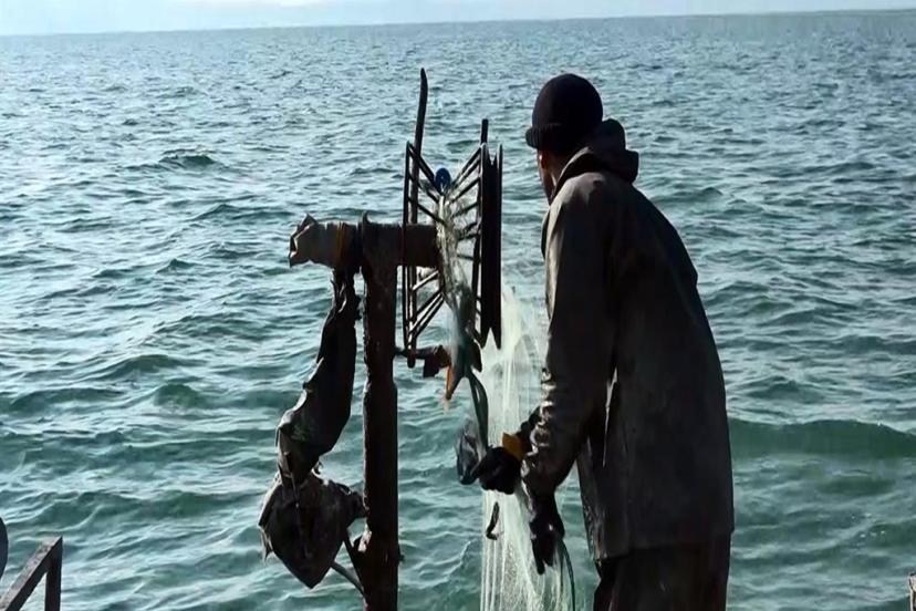İnci kefalinde av sezonu başladı.