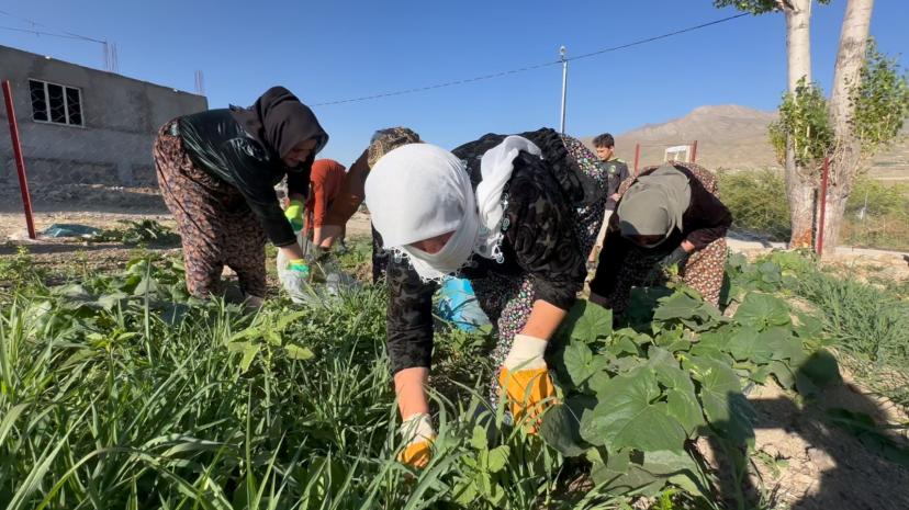 Kadın Komün Bostanlarında Çapa Çalışması ve İlk Hasat Gerçekleştirildi