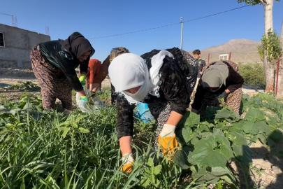 Kadın Komün Bostanlarında Çapa Çalışması ve İlk Hasat Gerçekleştirildi