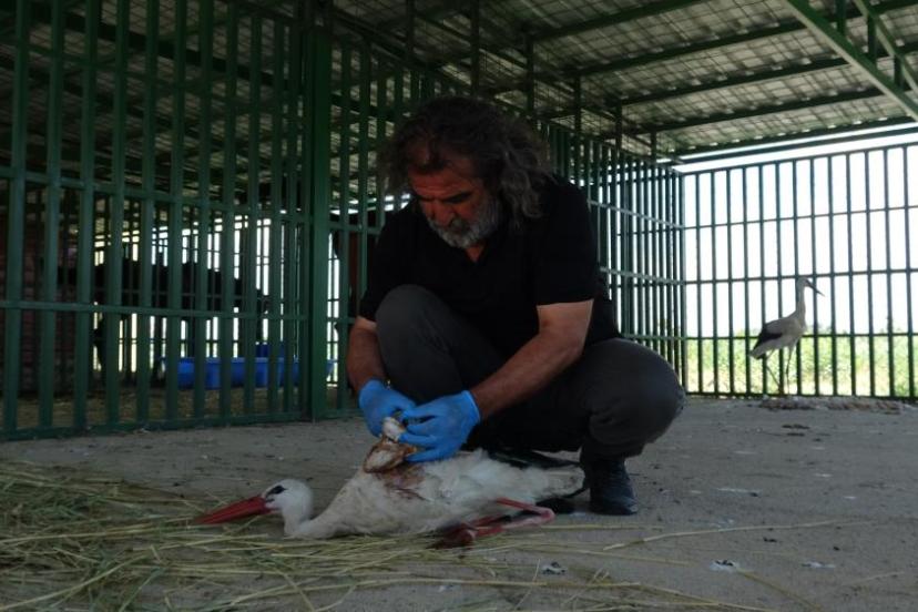Yaban hayvanlarının 'kreş' dönemi tamamlandı