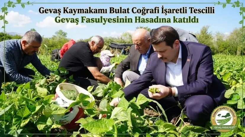 Gevaş Kaymakamı Bulat coğrafi işaret tescilli Gevaş fasulyesinin hasadına katıldı