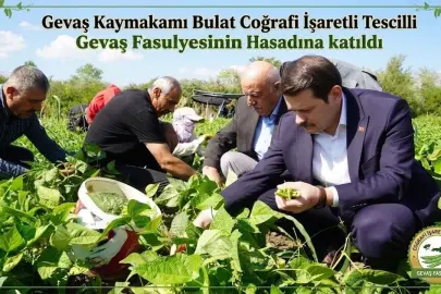 Gevaş Kaymakamı Bulat coğrafi işaret tescilli Gevaş fasulyesinin hasadına katıldı