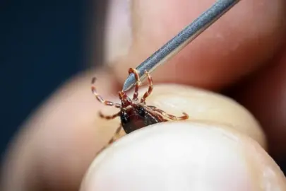 Kene vakaları için yerli ve milli aşı geliştiriliyor
