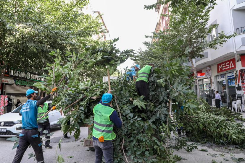 BÜYÜKŞEHİR’DEN AĞAÇLARA BAKIM VE BUDAMA