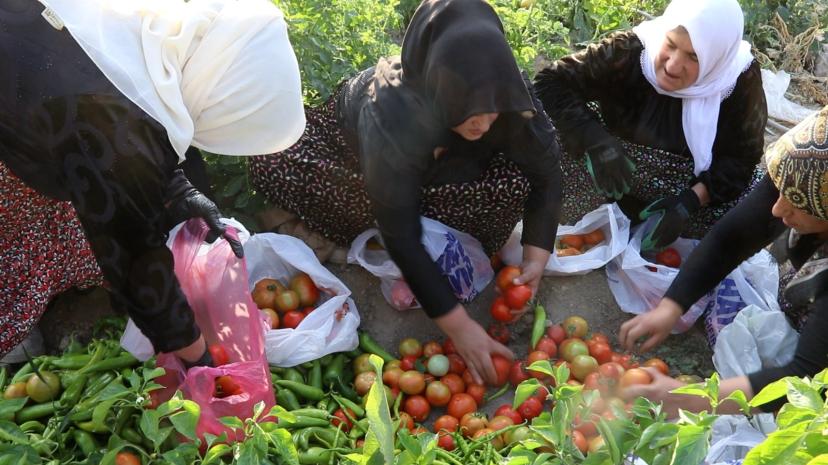 Edremit Belediyesi Kadın Komün Bostanı’nda Hasat Devam Ediyor