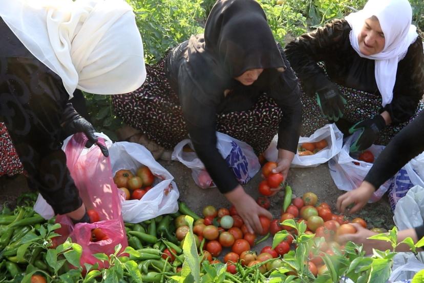 Edremit Belediyesi Kadın Komün Bostanı’nda Hasat Devam Ediyor