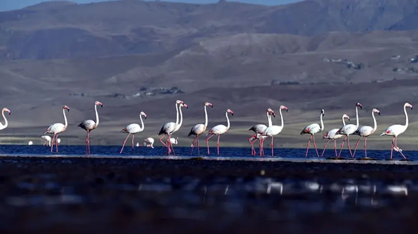 Van’da flamingoların göç hazırlığı