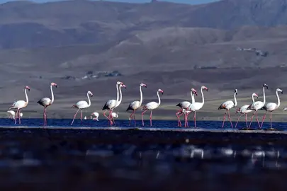 Van’da flamingoların göç hazırlığı