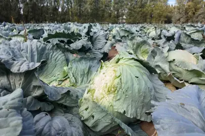 Coğrafi tescilli Erciş lahanasında hasat başladı