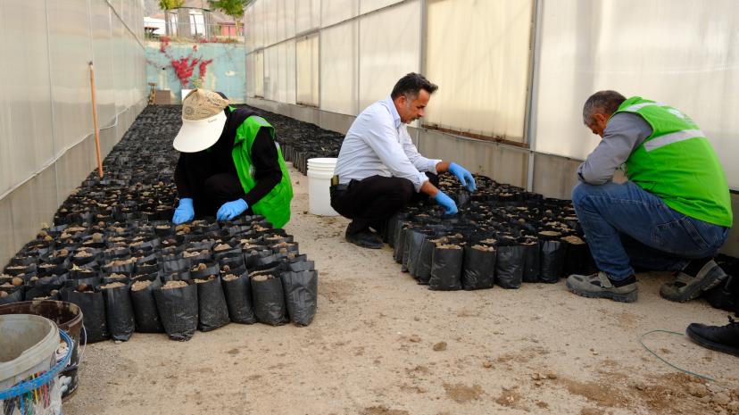 İpekyolu Seralarında Tohumdan 5 Bin Fide Yetiştirilecek