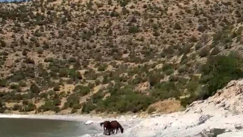Van Gevaş'ta tepelerde dolaşan yılkı atları Van Gölü manzarasıyla görüntülendi