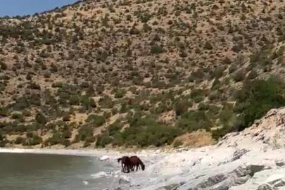 Van Gevaş'ta tepelerde dolaşan yılkı atları Van Gölü manzarasıyla görüntülendi