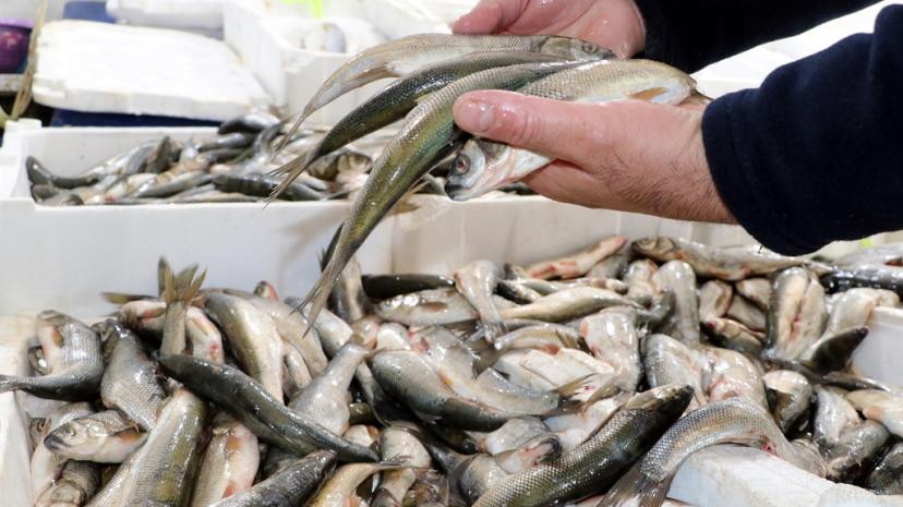 Van Gölü'nde inci kefalinin boyu, koruma çalışmalarıyla yüzde 30 uzadı