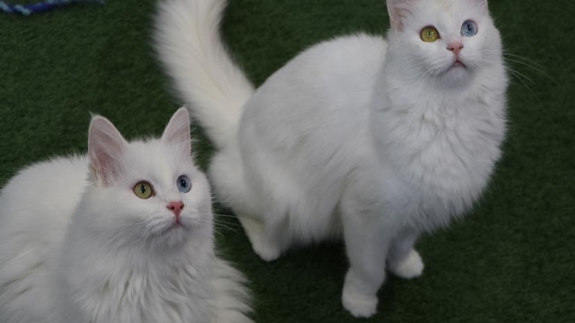 Van Kedi Villası’nda yavru mesaisi bitti