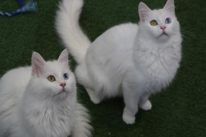 Van Kedi Villası’nda yavru mesaisi bitti