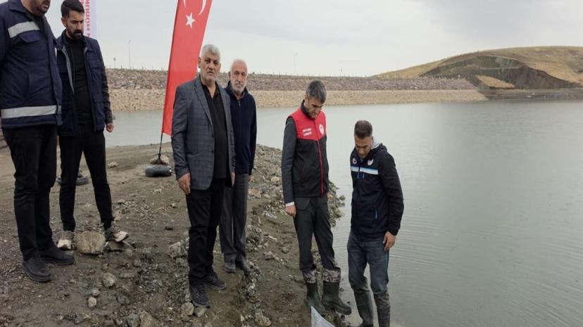 Van'da göletlere 700 bin sazan yavrusu bırakıldı