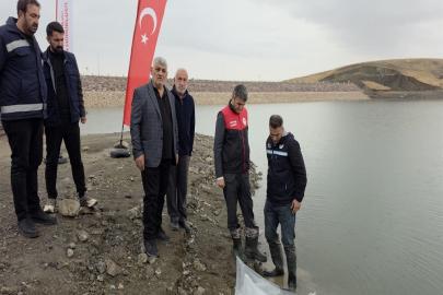Van'da göletlere 700 bin sazan yavrusu bırakıldı