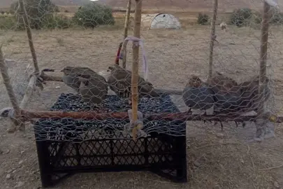 Van’da yasadışı kafes avcılığına geçit verilmedi