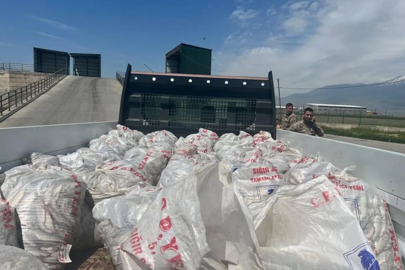 Van'dan Doğubayazıt'a kaçak getirilen 2 ton inci kefaline jandarma el koydu