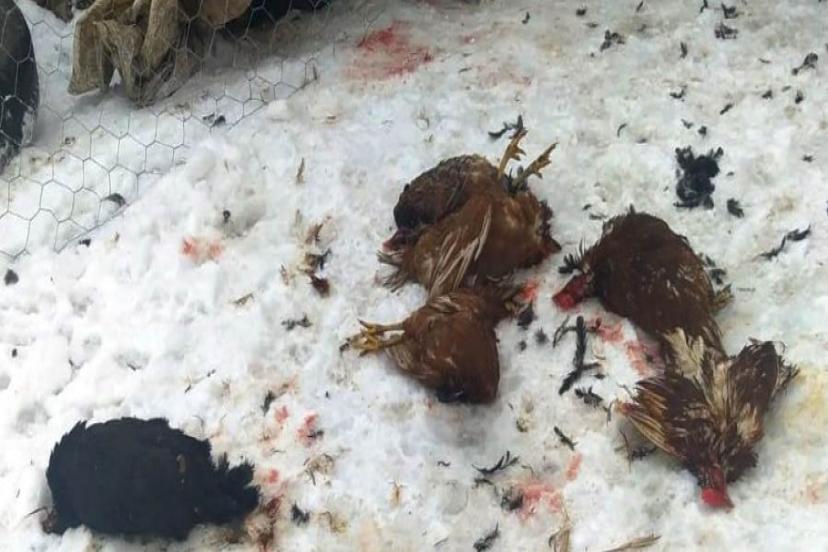 Başıboş köpekler kümes hayvanları telef etti