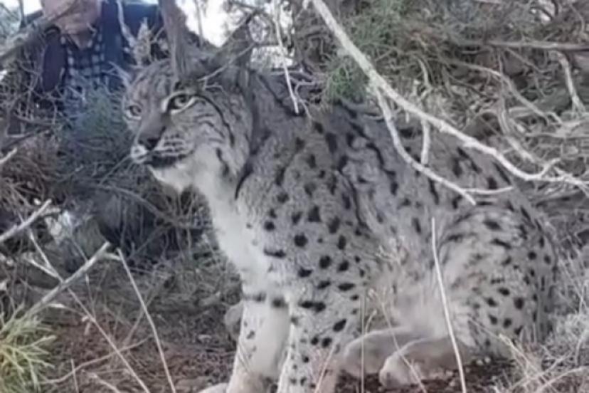 Bitkin halde bulunan vaşak tedavi altına alındı  