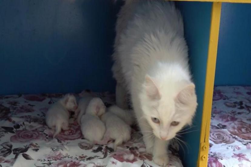 Dünya güzeli Van kedisi ‘Su' 5 yavru doğurdu  